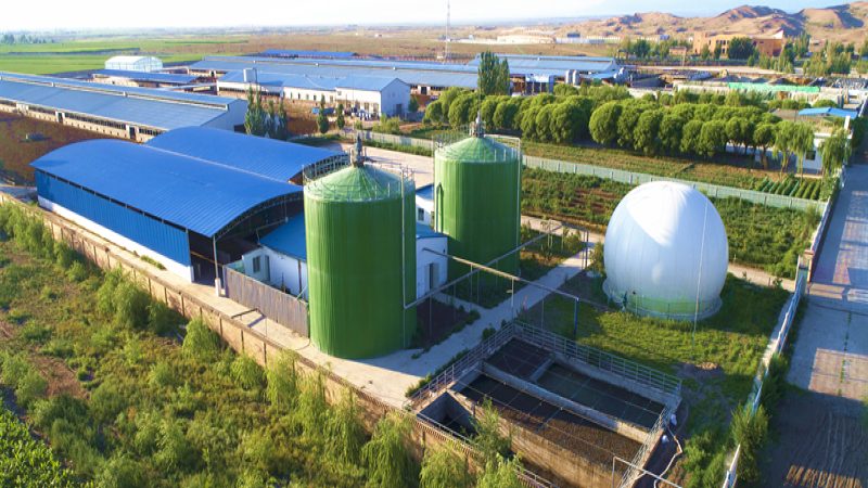 广西高温地区大棚百香果种植：关键技术解析与注意事项**