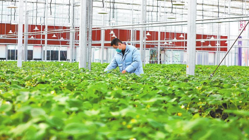 上海生鲜配送：如何把握蔬菜水果批发报价的“脉动”**