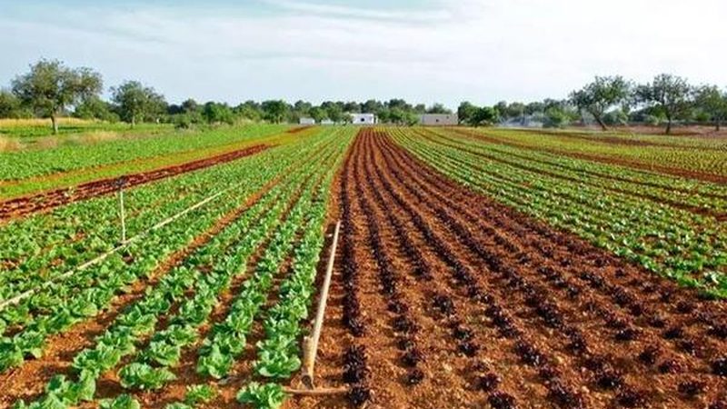 生态农业模式：种植技术标准的探索与实践**