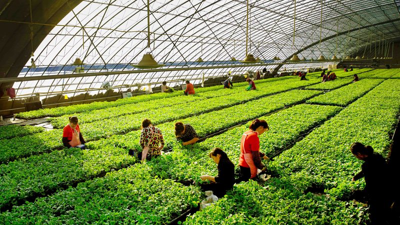 绿色食品认证费用：揭秘背后的成本构成与影响因素
