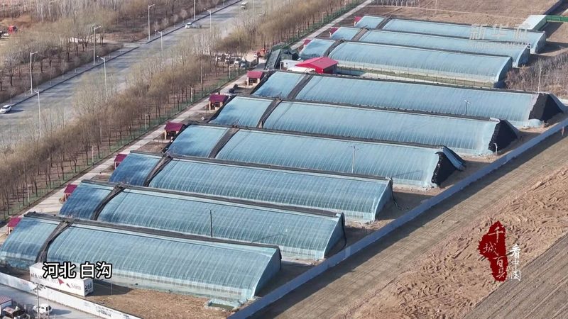 温室工程公司资质要求：合规之路上的关键考量**