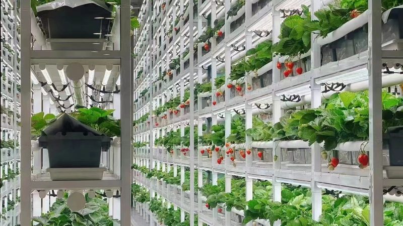 有机农业种植操作流程：从土壤到餐桌的绿色之旅